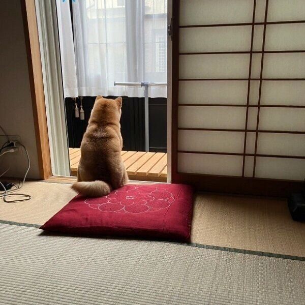パパさんの仕事の帰宅を待つアンちゃん