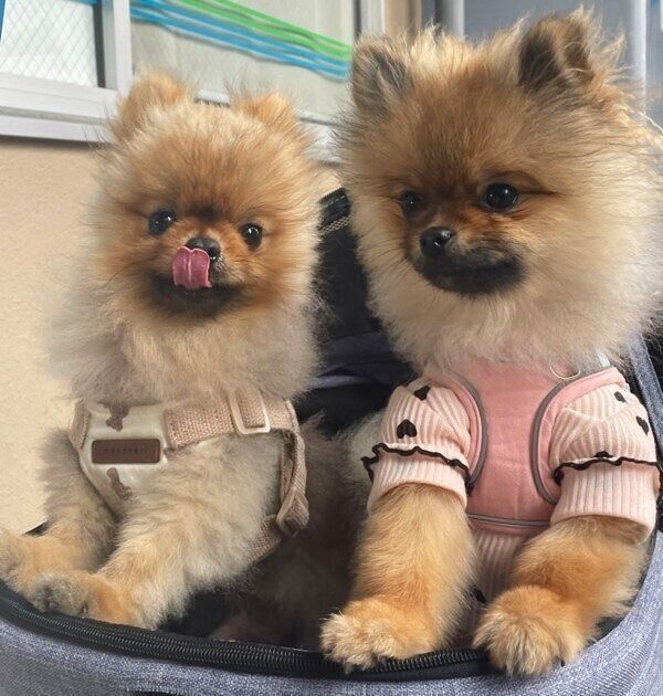 仲良くカートに乗るジュンくんとイヴちゃん