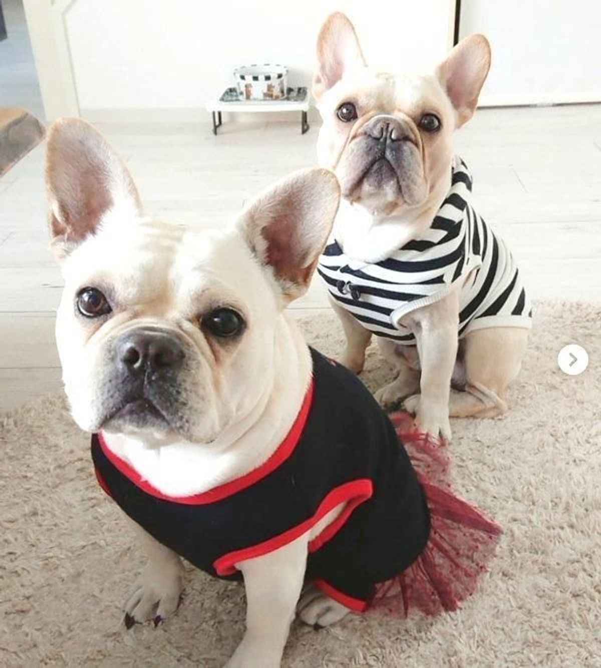 愛犬に出迎えてもらうパパ このあと 嬉しい悲鳴 が聞こえそうな展開に いぬのきもちweb Magazine 愛犬に出迎えてもらうパパ このあと 嬉しい悲鳴 が聞こえそうな展開に いぬのきもちweb Magazine