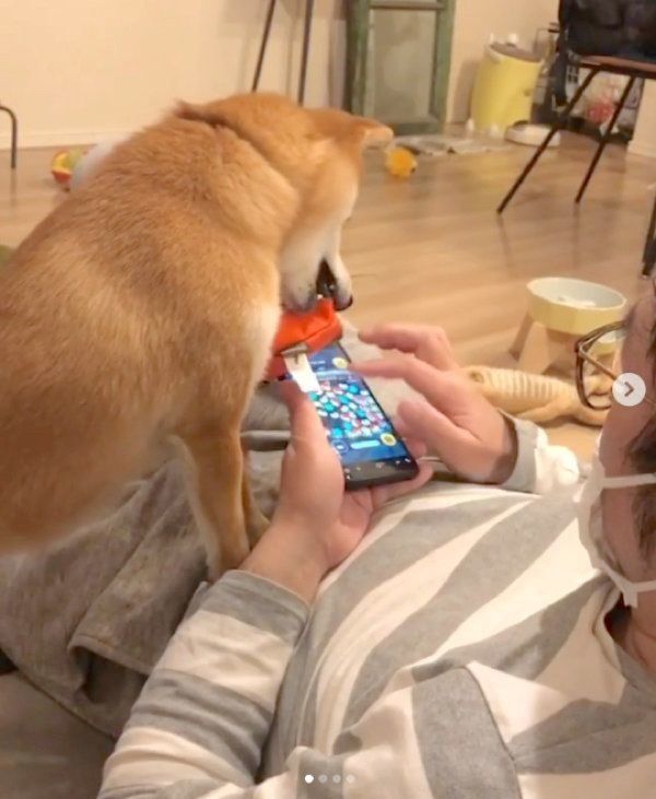 ツムツムを阻止する豆柴