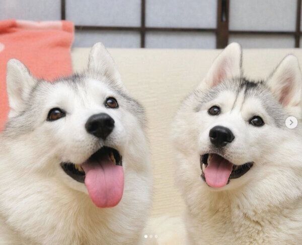 仲良しなふたばちゃん、いろはちゃん