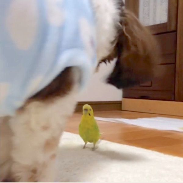 インコに遊ばれるシー・ズー