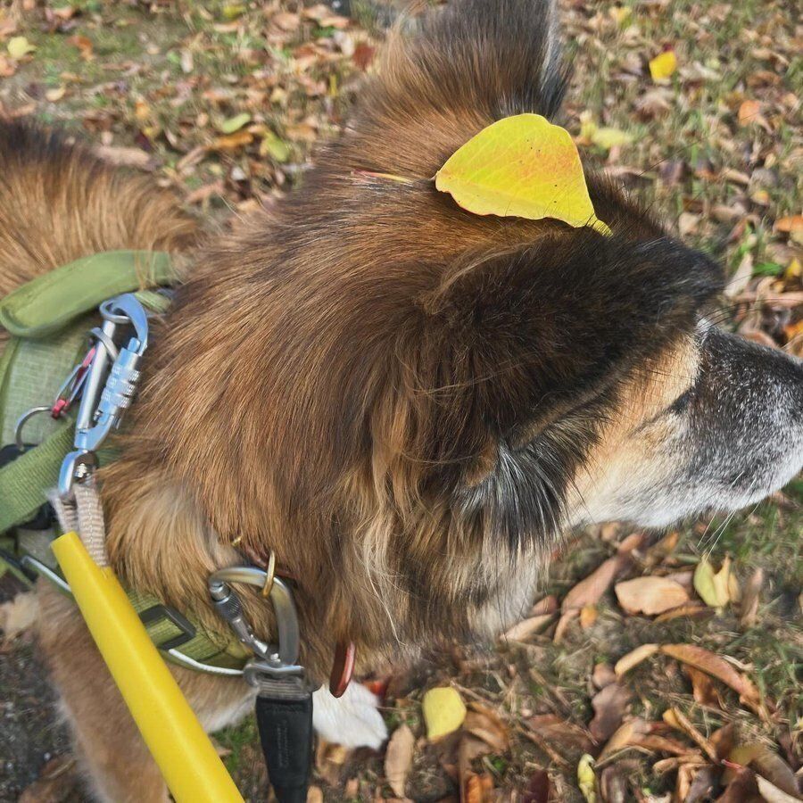 頭に落ち葉を乗せるカイちゃん