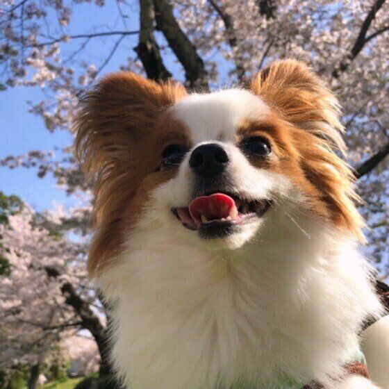 パピヨンのテリーくん