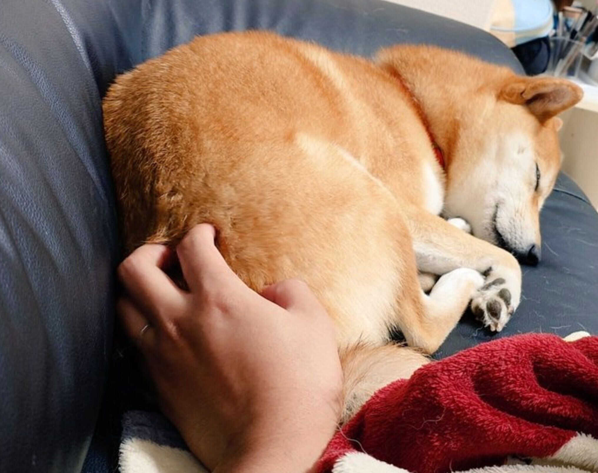 甘えん坊モードのひなたくん。