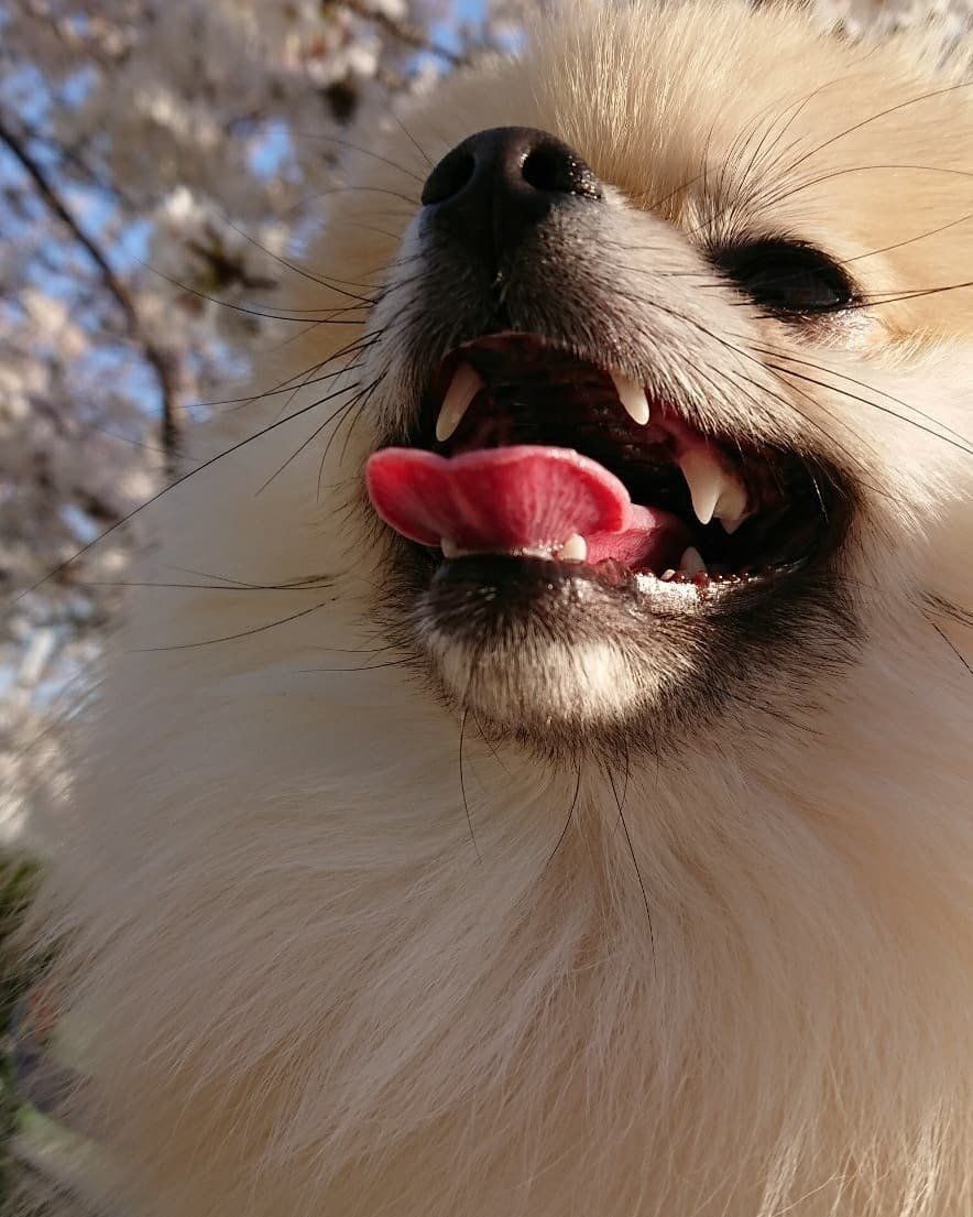 舌出しポメラニアン