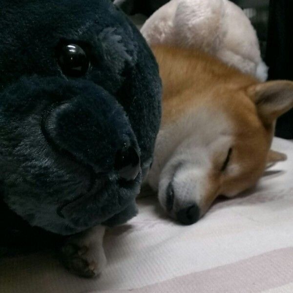 ぬいぐるみと一緒に眠る犬