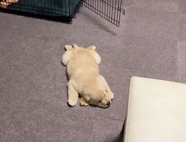 お迎え初日に、部屋のど真ん中で爆睡するむぎくん