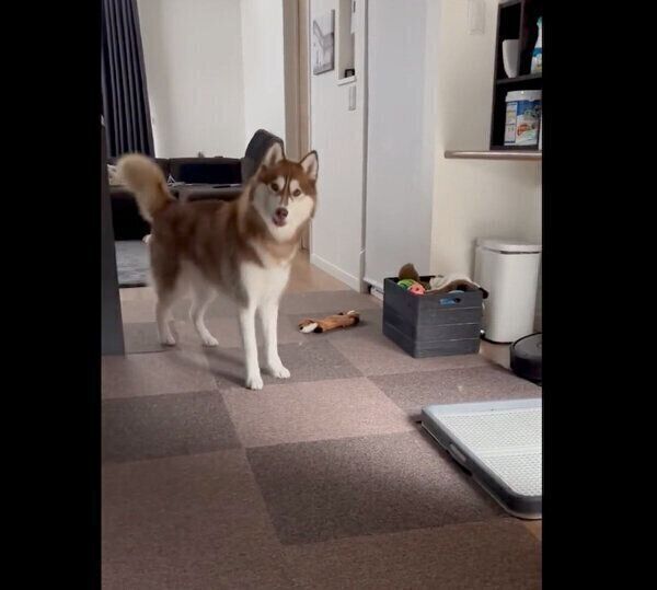 飼い主さんとかくれんぼをして遊ぶレムちゃん