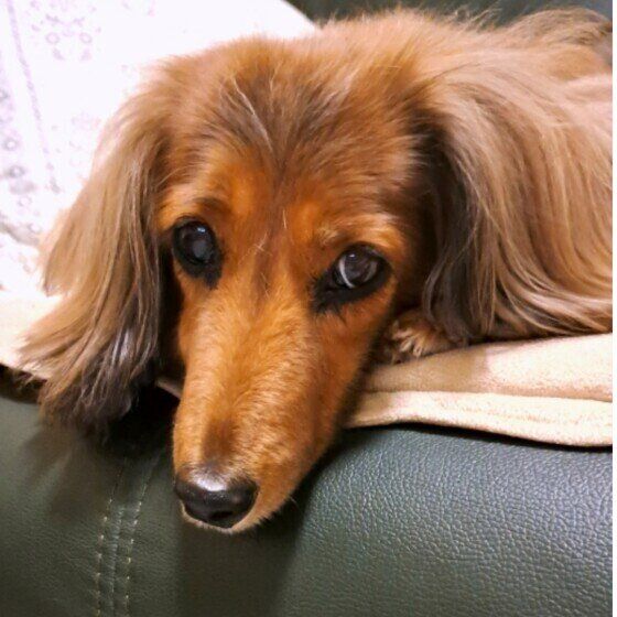 カニーンヘン・ダックスフンドのゆめちゃん