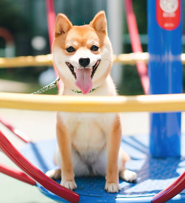 顔面マッサージでニコニコする柴犬
