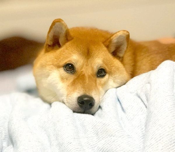 あご乗せする柴犬