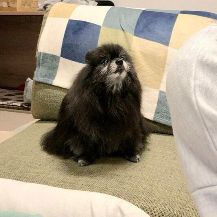 飼い主さんを見つめるどん吉くん