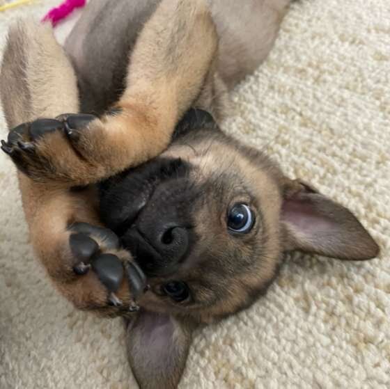 可愛いポーズをとる犬