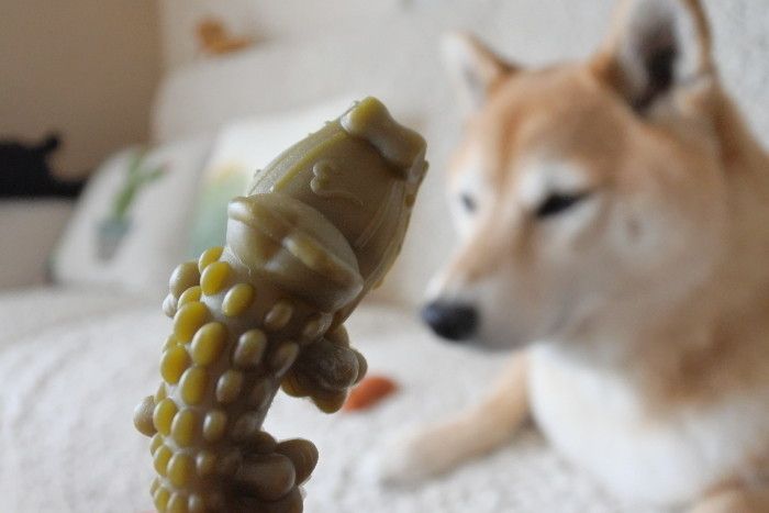 柴犬マロたん 猛暑からアレルギー症状を遠ざけるのに必要なのは 掃除と見えない先輩たちの力 いぬのきもちweb Magazine