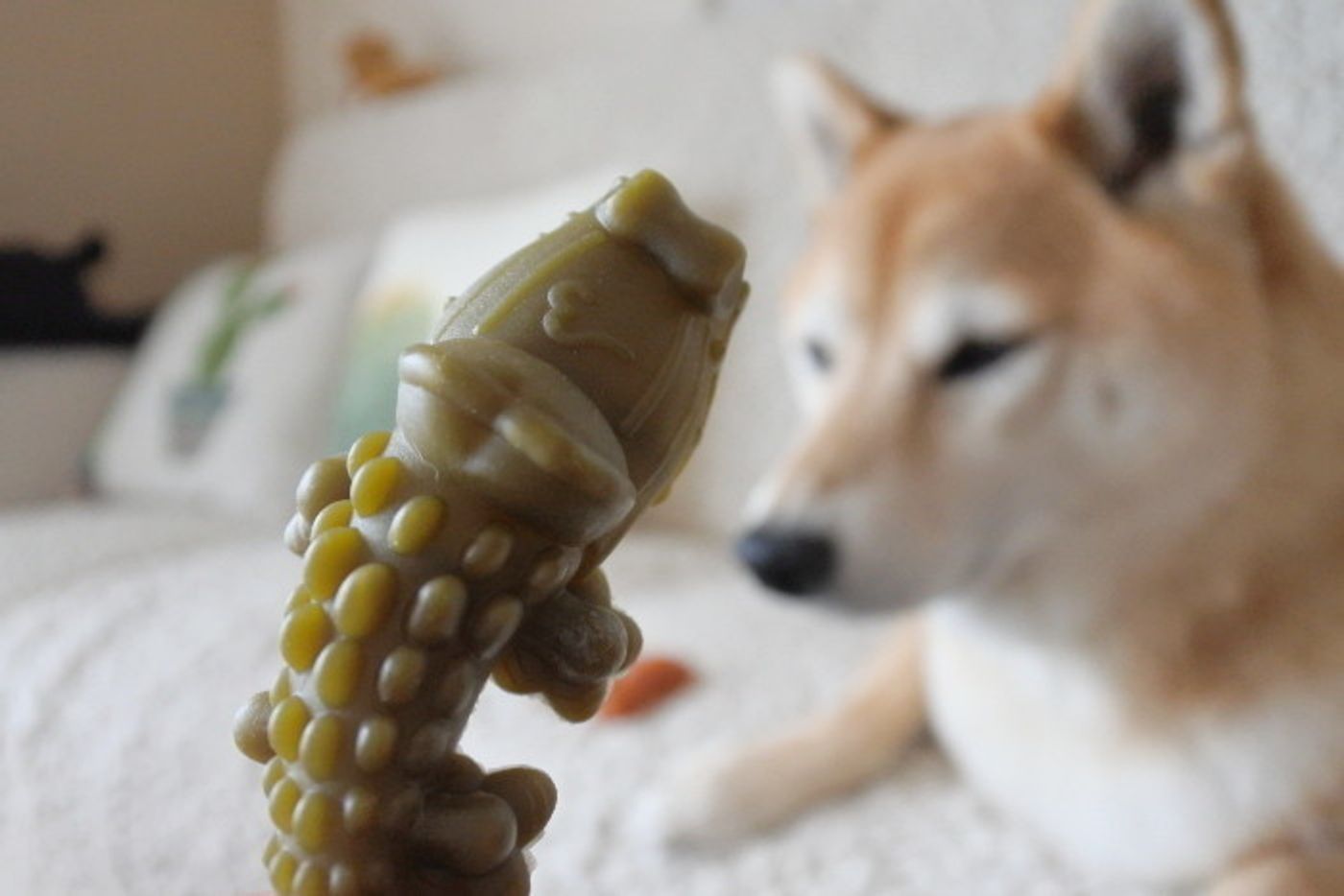 柴犬マロたん 猛暑からアレルギー症状を遠ざけるのに必要なのは 掃除と見えない先輩たちの力 いぬのきもちweb Magazine 柴犬マロたん 猛暑からアレルギー症状を遠ざけるのに必要なのは 掃除と見えない先輩たちの力 いぬのきもちweb Magazine