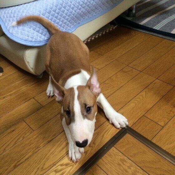 ミニチュア・ブル・テリア