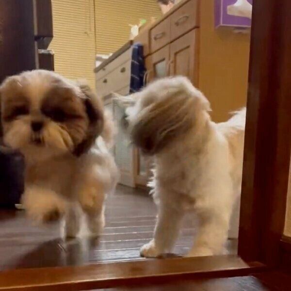 ボールをくわえるももちゃんと、奥からダッシュしてくるななちゃん