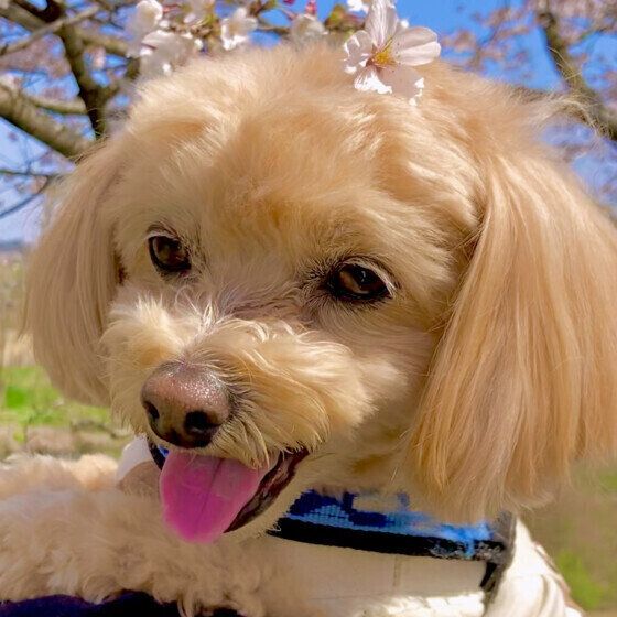 舌を出すチョコちゃん（Mix）