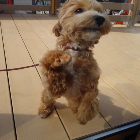 もこもこしていて可愛いわんこ