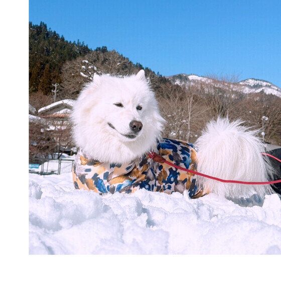 雪と青空と犬