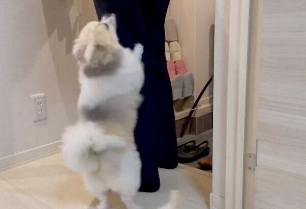 パパさんの帰宅を喜ぶちくわくん