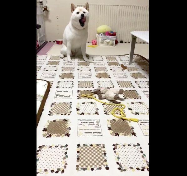 飼い主さんと独特な距離感を保つはるちゃん