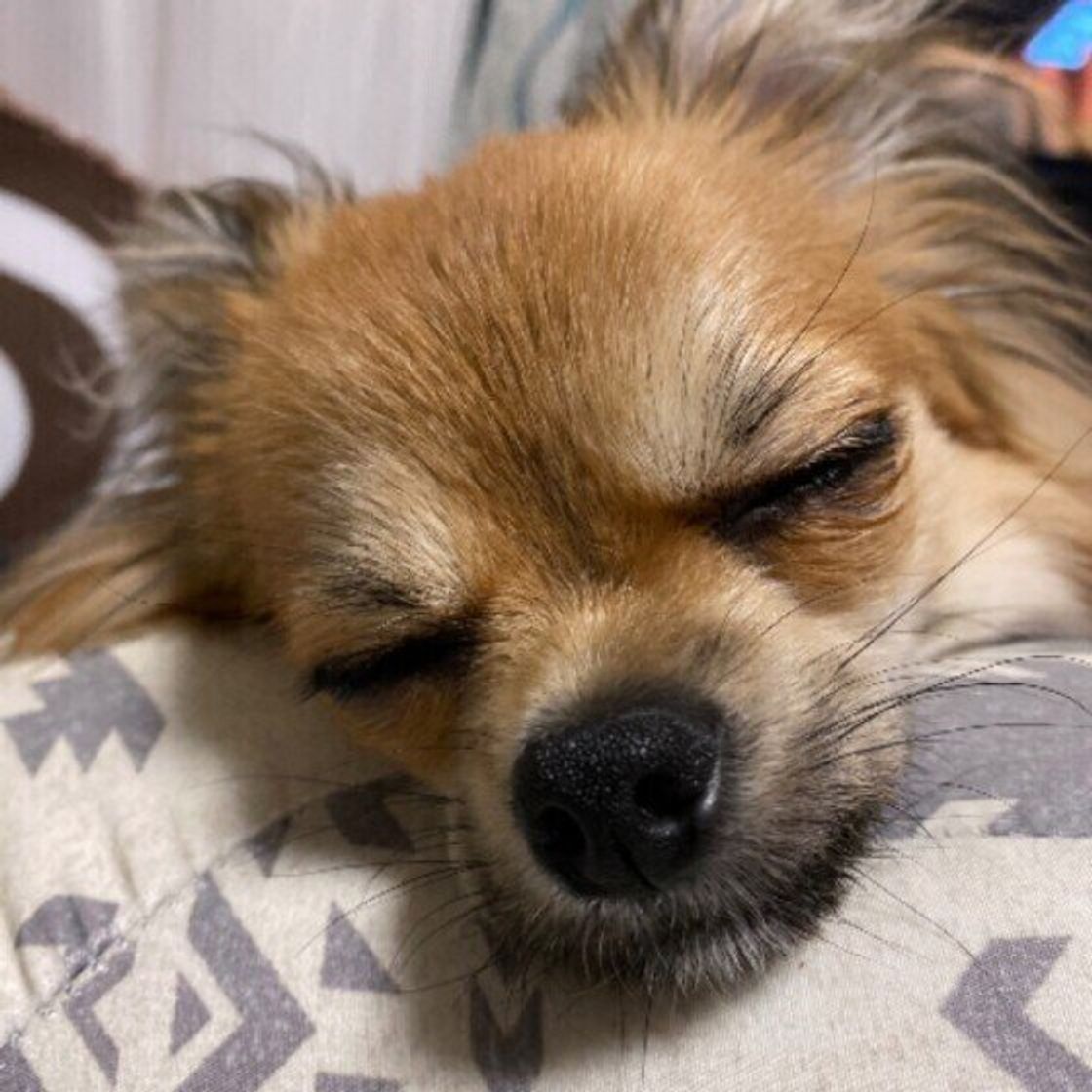 獣医師監修 犬に牛乳を与えるときは注意が必要 犬用ミルクとの違いは いぬのきもちweb Magazine 獣医師監修 犬に牛乳を与えるときは注意が必要 犬用ミルクとの違いは いぬのきもちweb Magazine