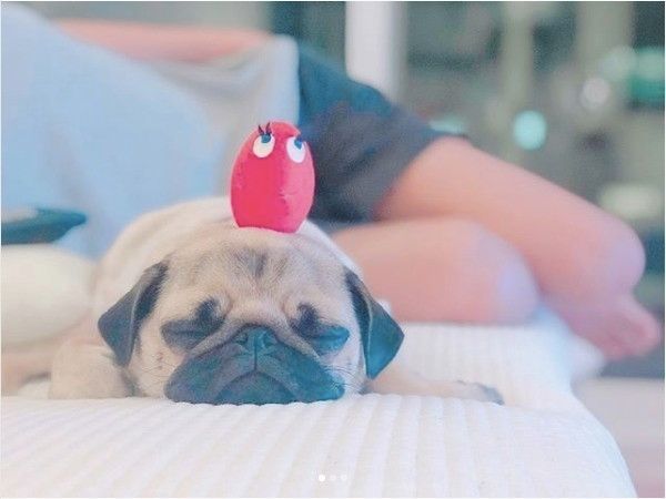 ぺたんこワンコ