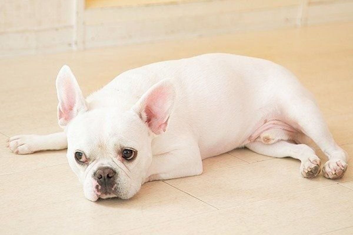 認知症の可能性も シニア犬の気になる性格の変化6つ いぬのきもちweb Magazine 認知症の可能性も シニア犬の気になる性格の変化6つ いぬのきもちweb Magazine