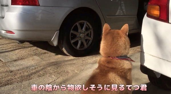 車に乗りたがる柴犬