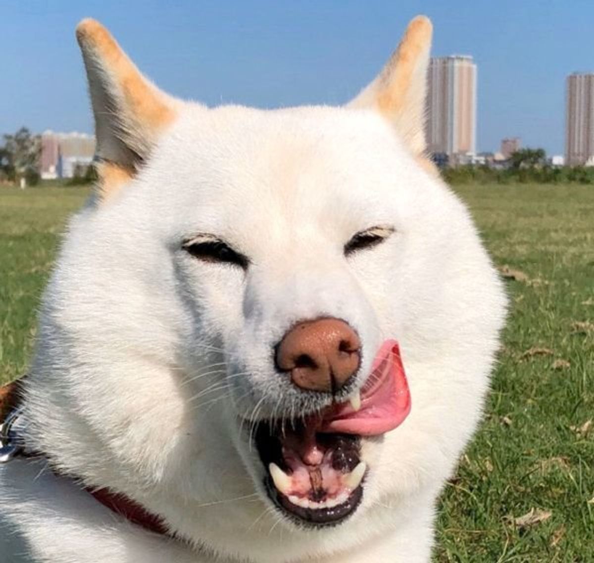 似てると言われがち 白い犬あるある な悩みを抱える白柴 いぬのきもちweb Magazine 似てると言われがち 白い犬あるある な悩みを抱える白柴 いぬのきもちweb Magazine