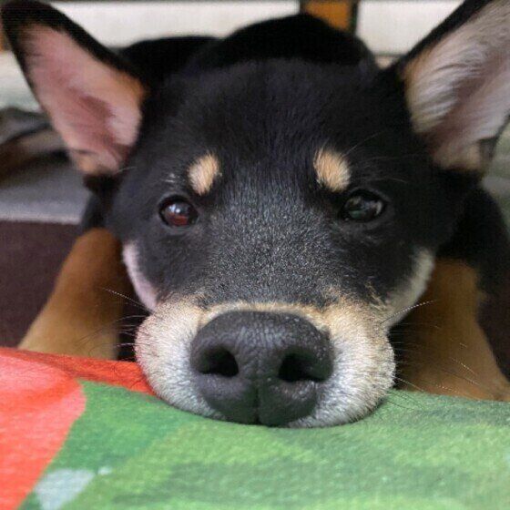 かわいい怜ノ助