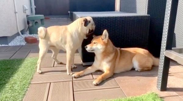 アキちゃんに告白するラルくん