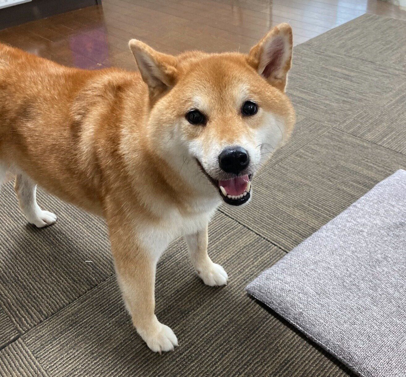 笑顔が可愛いみかんちゃん