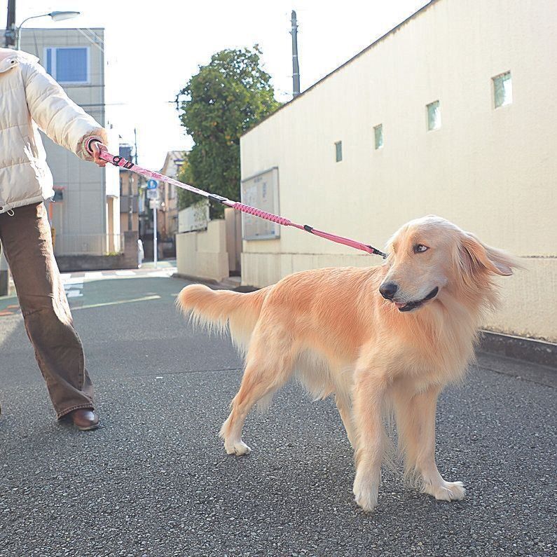 飼い主さんもリードを引っ張っていない？