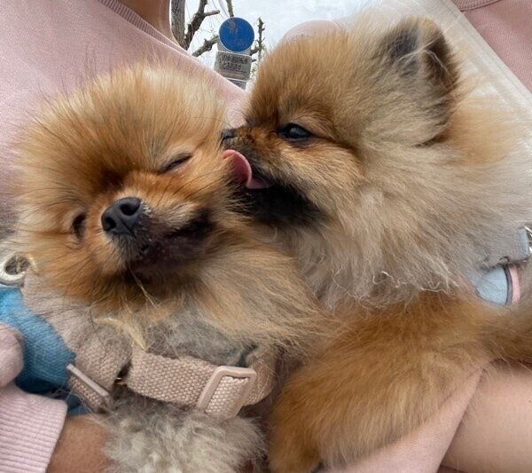 今ではすっかり仲良しのジュンくんとイヴちゃん