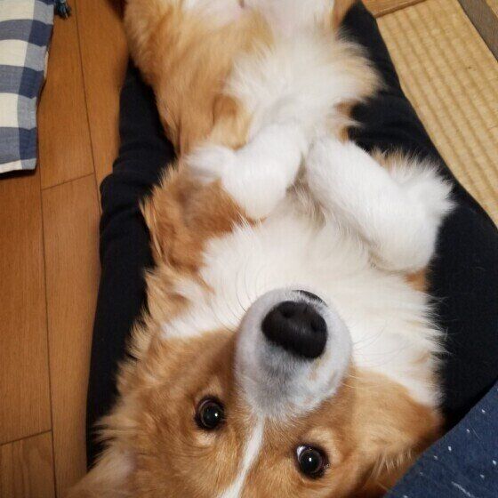 ウンチのあと 後ろ足で蹴り散らすのはなぜ 犬が見せる気になる5つの行動 いぬのきもちweb Magazine