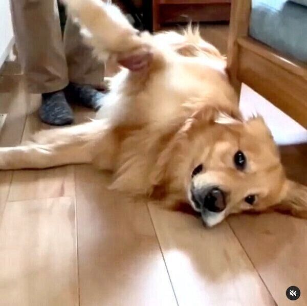 駄々をこねるモッシュくん