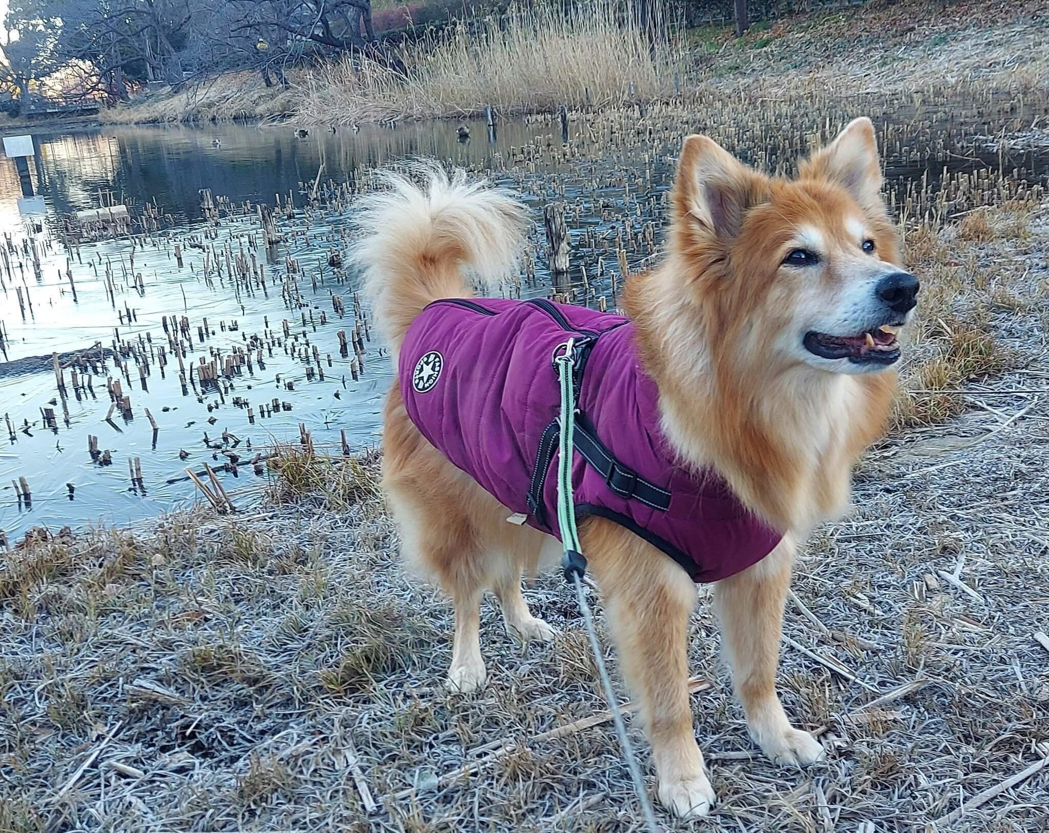 最近のチャロくんの様子　この日はチャロくんと“会話”しながら散歩を楽しんだのだとか