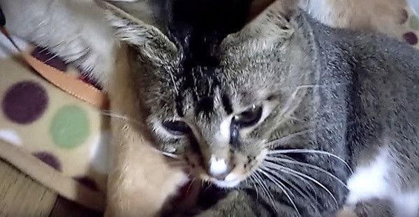 リラックスする猫