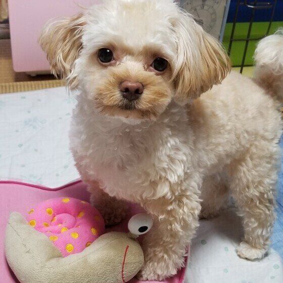 ナメクジやカタツムリは犬に有害？ 駆除剤の誤飲にも注意！ いぬのきもち