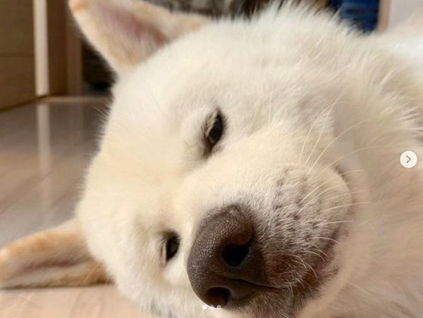 寝転がる任三郎くん