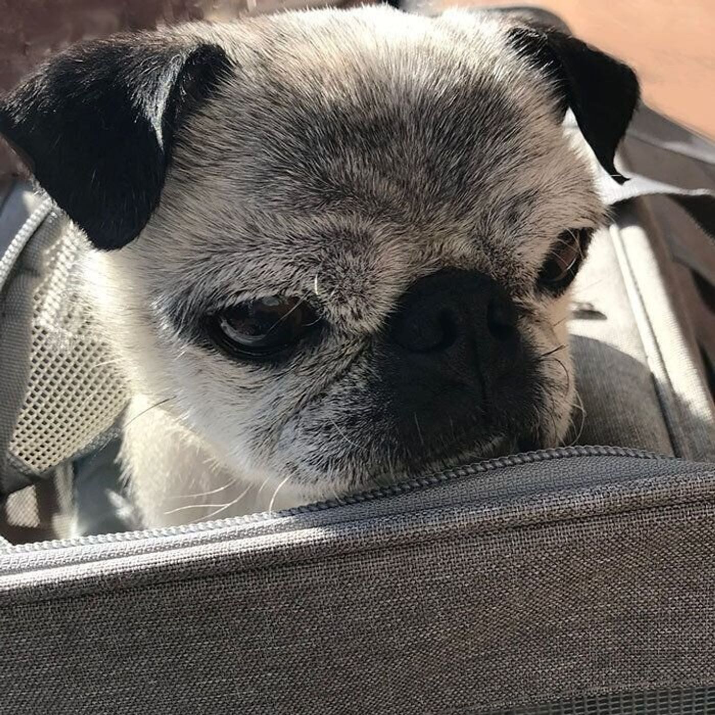 こんにちは 病院の待合室で注目を浴びることを覚えた犬 連載 パグ犬 めー Vol 139 いぬのきもちweb Magazine こんにちは 病院の待合室で注目を浴びることを覚えた犬 連載 パグ犬 めー Vol 139 いぬのきもちweb Magazine