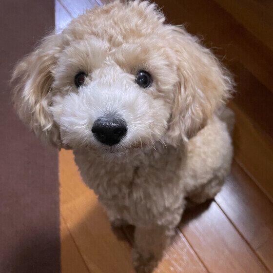 少しでも近くにいたい？ 犬が飼い主のトイレまでついてくる理由 いぬのきもち