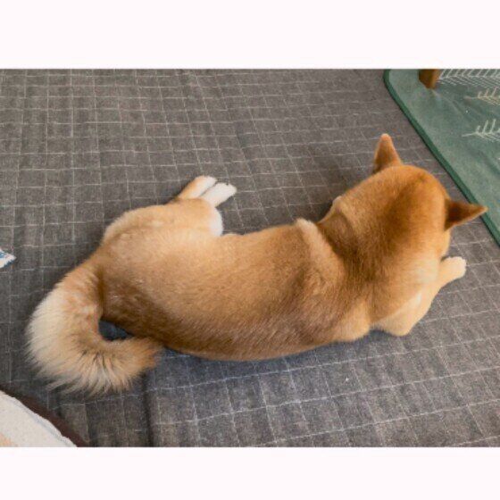 背中で語る柴犬のぽんたくん