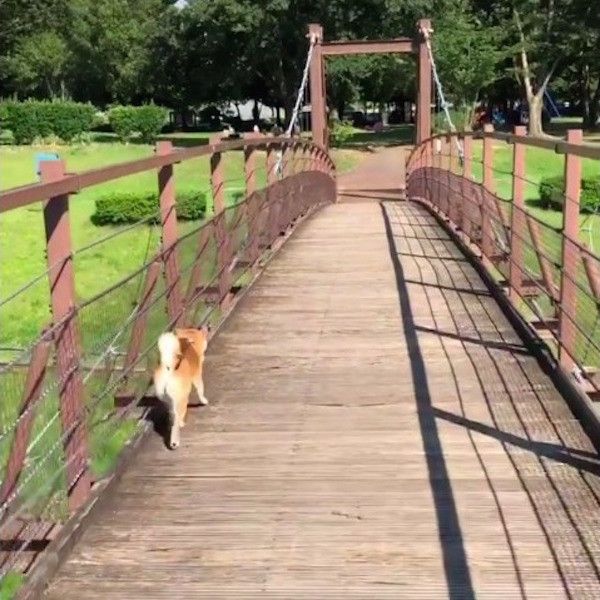 揺れる橋が怖いワンコ