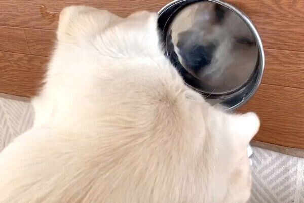 食器に映る自分見て首をかしげるれもんちゃん