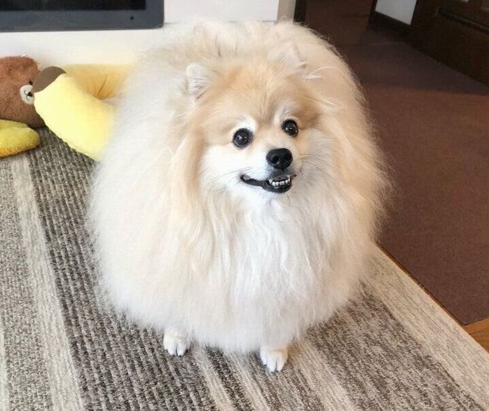 前を見つめるぽめおくん