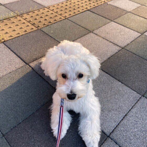 散歩中のミニチュア・シュナウザー